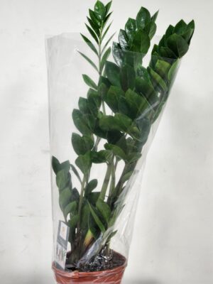 زاميوكولاس