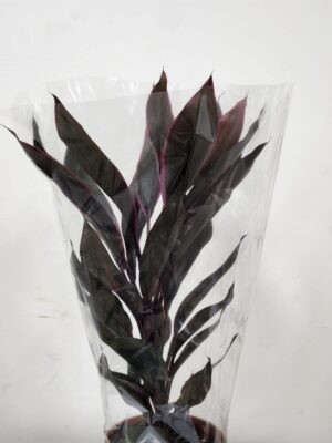 كورديلين تانجيلو