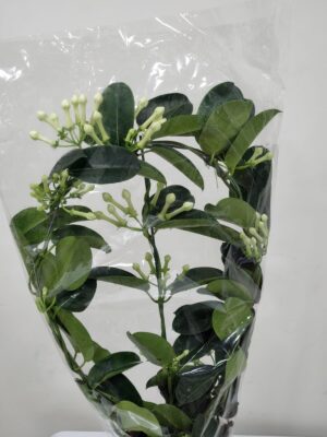 ياسمين مدغشقر