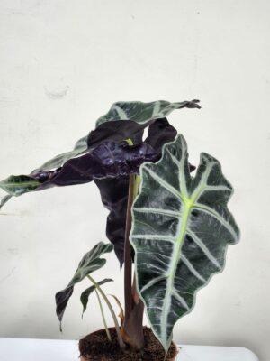 ألوكاسيا بولي