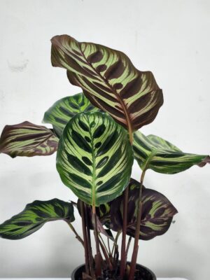 كالاتيا ماكوي