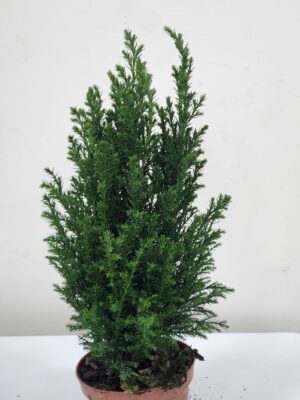 كريبتوميريا