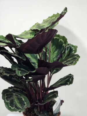 كالاتيا ميداليون