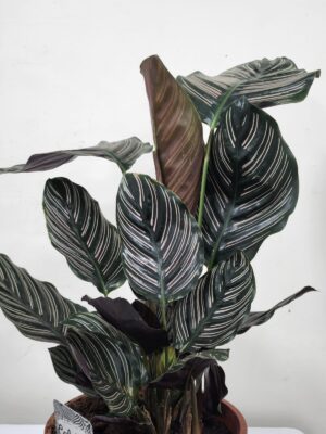 كالاتيا أورناتا