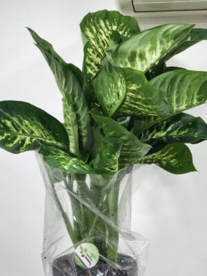 ديفنباخيا كاميلا