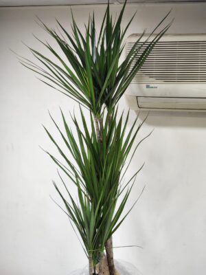 دراسينا مارجيناتا