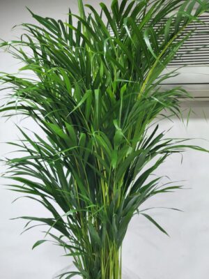 نخيل الأريكا