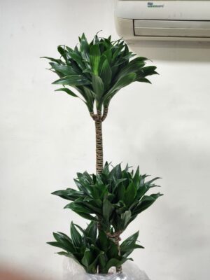 دراسينا كومباكتا